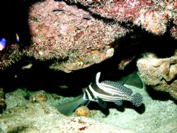 An elusive spotted drum found some security in the compan... by Peter Foulds 